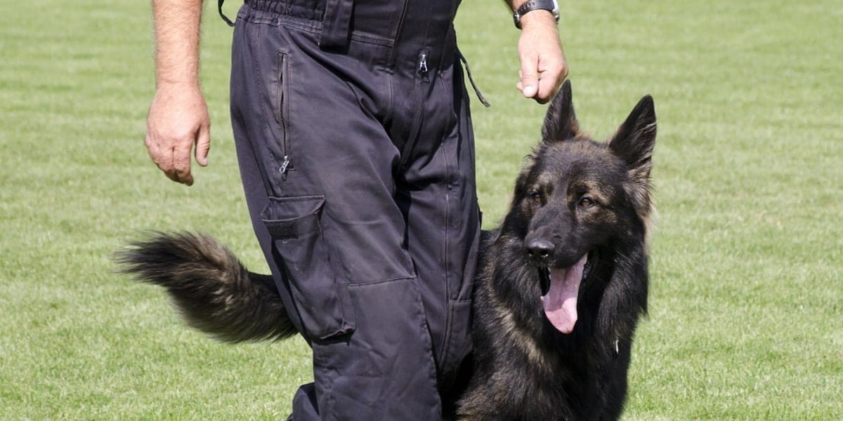 Gardiennage par un maître-chien