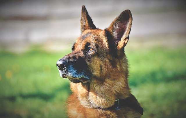 Les chiens utilisés pour la sécurité – Articles - Lead Advisor